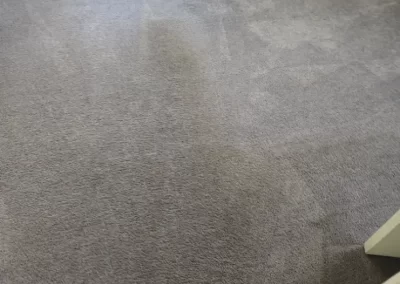 Reputable Carpet Cleaning Service