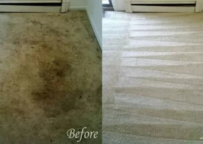 Expert Carpet Cleaning Service